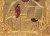 Старинная икона Святителя Николая Чудотворца в латунном окладе, Россия, 1-я пол. 19 в.
